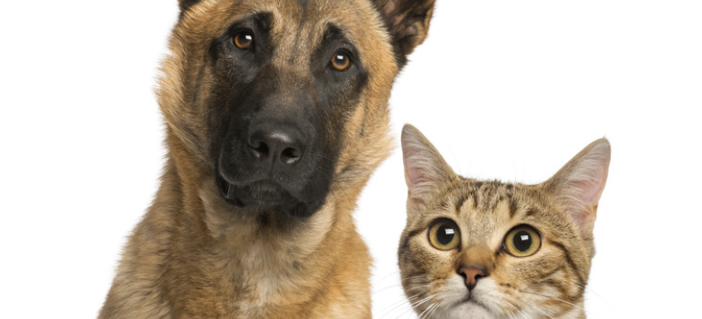 Doenças Gastrointestinais: como identificar os sintomas em seu cão e gato